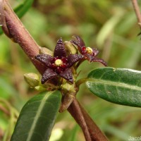 Hemidesmus indicus (L.) R.Br.